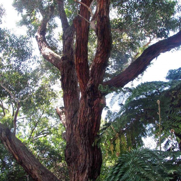 SEEDS 100 MAHOGANY GUM Eucalyptus Botroydes 