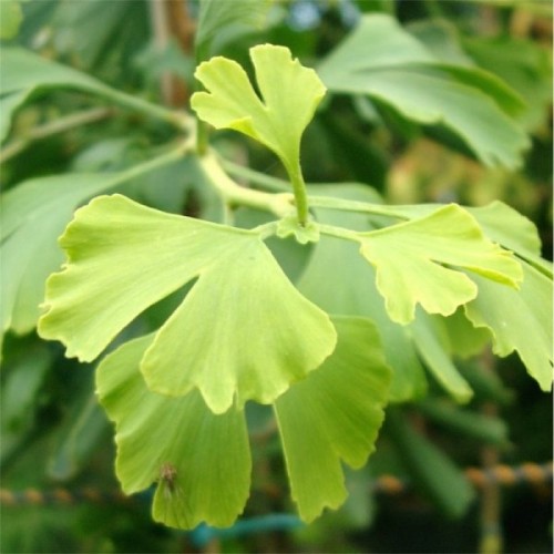 Maidenhair Tree (Ginkgo Biloba) 20 seeds