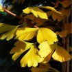 Maidenhair Tree (Ginkgo Biloba) 3 seeds