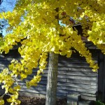 Maidenhair Tree (Ginkgo Biloba) 5 seeds