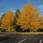 Maidenhair Tree (Ginkgo Biloba) 3 seeds