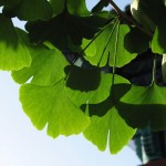 Maidenhair Tree (Ginkgo Biloba) 5 seeds