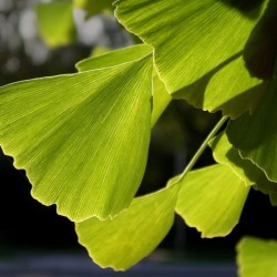 Maidenhair Tree (Ginkgo Biloba) 5 seeds