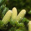 Manchurian Fir (Abies Holophylla) 3 seeds