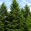 Manchurian Fir (Abies Holophylla) 20 seeds