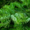 Manchurian Fir (Abies Holophylla) 3 seeds