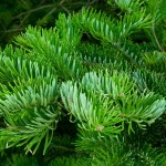 Manchurian Fir (Abies Holophylla) 20 seeds