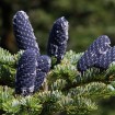 Manchurian Fir (Abies Nephrolepis) 40 seeds