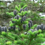 Manchurian Fir (Abies Nephrolepis) 10 seeds