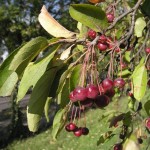 Manchurian Siberian Apple (Malus Baccata Mandshurica) 5 seeds