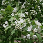 Manchurian Siberian Apple (Malus Baccata Mandshurica) 20 seeds