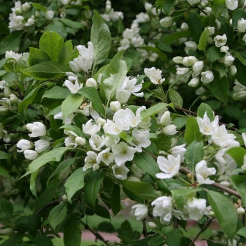 Manchurian Siberian Apple (Malus Baccata Mandshurica) 10 seeds