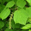 Manchurian Striped Maple (Acer Tegmentosum) 7 seeds