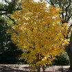 Manchurian Striped Maple (Acer Tegmentosum) 30 seeds