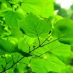 Manchurian Striped Maple (Acer Tegmentosum) 20 seeds