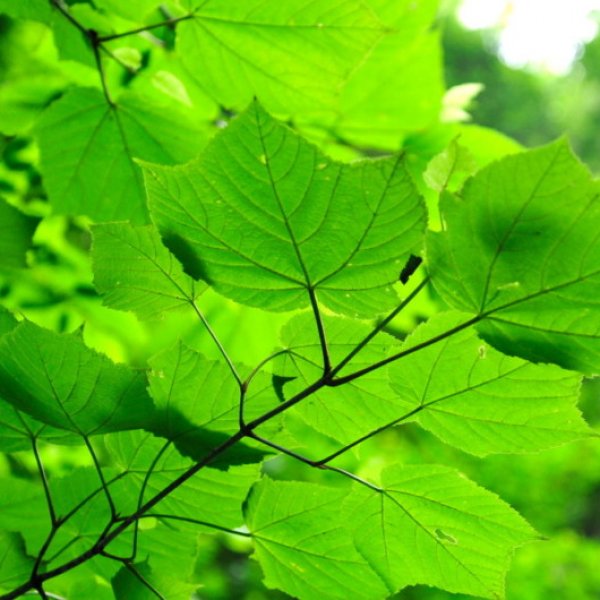 Buy Manchurian Striped Maple Acer Tegmentosum Seeds Online Seeds Hobbyseeds Store