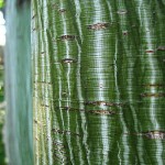 Manchurian Striped Maple (Acer Tegmentosum) 15 seeds