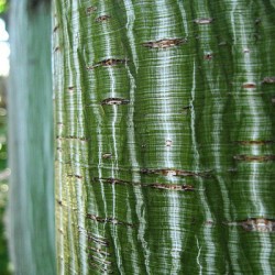 Manchurian Striped Maple (Acer Tegmentosum) 7 seeds