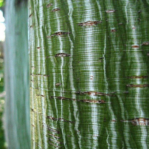 Manchurian Striped Maple (Acer Tegmentosum) 7 seeds