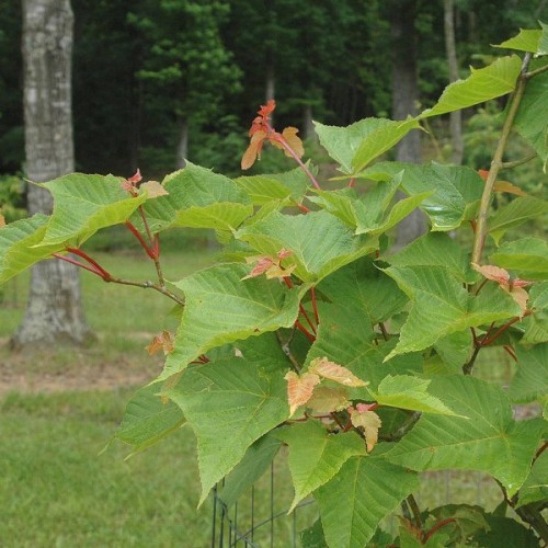 Manchurian Striped Maple (Acer Tegmentosum) 20 seeds