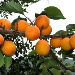 Manchurican Apricot (Prunus Armeniaca Mandshurica) 15 seeds