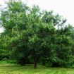 Manchurican Apricot (Prunus Armeniaca Mandshurica) 10 seeds
