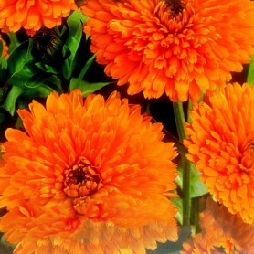 Marigold (Calendula Officinalis) 10 seeds Marigold (Calendula Officinalis) 10 seeds