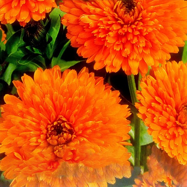 Calendula 'Neon' seeds - Calendula officinalis