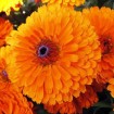 Marigold (Calendula Officinalis) 10 seeds