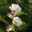Marsh Mallow (Althaea Officinalis) 50 seeds