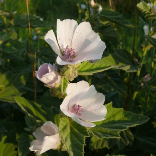 Marsh Mallow (Althaea Officinalis) 100 seeds