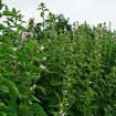 Marsh Mallow (Althaea Officinalis) 25 seeds