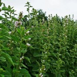 Marsh Mallow (Althaea Officinalis) 100 seeds