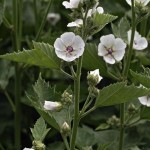 Marsh Mallow (Althaea Officinalis) 25 seeds