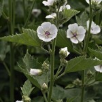 Marsh Mallow (Althaea Officinalis) 100 seeds