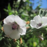 Marsh Mallow (Althaea Officinalis) 100 seeds