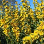 Maximilians Sunflower (Helianthus Maximiliani) 500 seeds