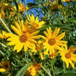 Maximilians Sunflower (Helianthus Maximiliani) 100 seeds