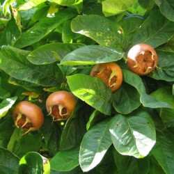 Medlar (Mespilus Germanica) 5 seeds