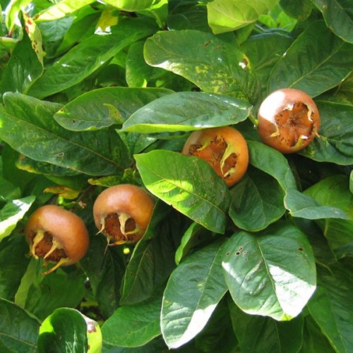 Medlar (Mespilus Germanica) 10 seeds