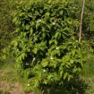 Medlar (Mespilus Germanica) 5 seeds