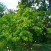 Medlar (Mespilus Germanica) 10 seeds