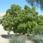 Texas Mountain Laurel (Sophora Secundiflora)  6 seeds