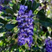 Texas Mountain Laurel (Sophora Secundiflora)  6 seeds