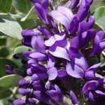 Texas Mountain Laurel (Sophora Secundiflora)  6 seeds