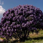 Texas Mountain Laurel (Sophora Secundiflora)  6 seeds