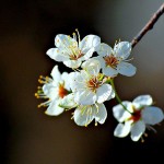 Mexican Plum (Prunus Mexicana) 5 seeds