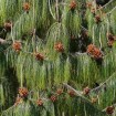 Mexican weeping pine (Pinus Patula) 20 seeds