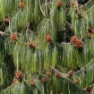 Mexican weeping pine (Pinus Patula) 50 seeds