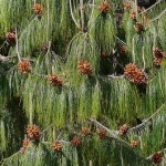 Mexican weeping pine (Pinus Patula) 500 seeds